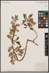 Salix bebbiana Sarg.